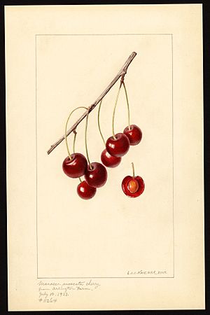 Krieger cherries-Marasca-Moscata-1933