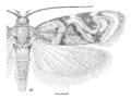LEPI Oecophoridae Hierodoris electrica