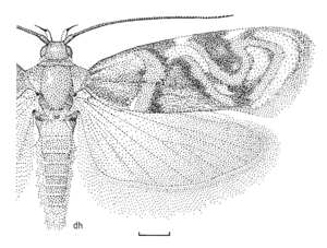 LEPI Oecophoridae Hierodoris electrica.png