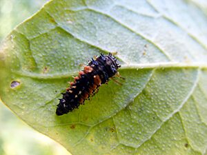 LadyBugBeetle2009