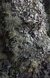 Lichen-covered tree, Tresco