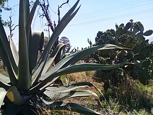 Maguey en La Magdalena Tlaltelulco, Tlaxcala.jpg