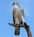Martial eagle (Polemaetus bellicosus) juvenile (13817104204)
