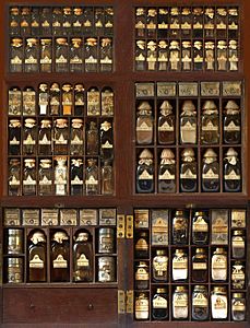 Medicine chest of Sir Stuart Threipland fully open open showing all compartments