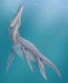 Megalneusaurus027 cropped