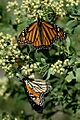 Monarchs Migration By Carole Robertson