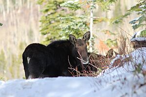 Moose Rabbit Ears Pass