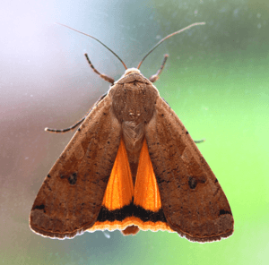 Moth Large Yellow Underwing - Noctua pronuba (28814950448).png