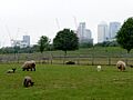 Mudchute Farm, Isle of Dogs - geograph.org.uk - 1705859