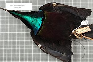 Naturalis Biodiversity Center - RMNH.AVES.140522 2 - Ptiloris magnificus magnificus (Vieillot, 1819) - Paradisaeidae - bird skin specimen