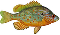 Orangespottednctc (white background)