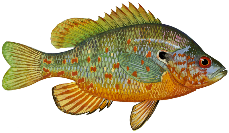 Orangespottednctc (white background)
