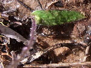 Orchid leaf Waxlip