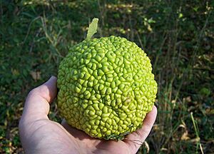 Osage orange 1