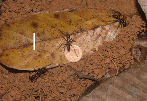 Paraponera scaled