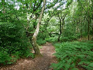 Path on the Eastern Side of Bostall Woods (02)