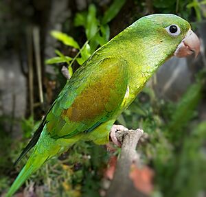 Perico Brotogeris jugularis, en su estado natural en Honduras.jpg