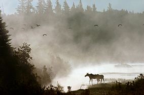 Photo of the Week - Moose in mist (ME) (12637633223).jpg