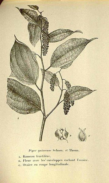 Piper guineense01