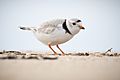 Piping Plover HQ