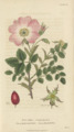 Plate 12 Rosa Canina - Conversations on Botany-1st editionf