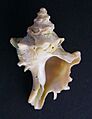 Poirieria zelandicus (shallow water, beachworn)