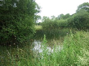 Pond at Castor Hanglands - geograph.org.uk - 1387192