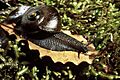 Powelliphanta lignaria johnstoni DOC 2003