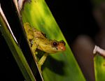 Pristimantis dorsopictus03