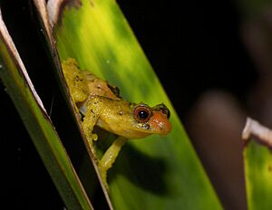 Pristimantis dorsopictus03