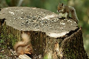 Problems at Dodd Wood (19534706210)