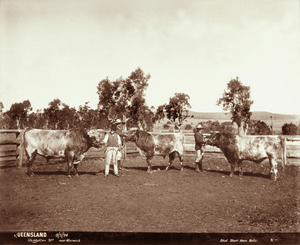 Queensland State Archives 3993 Stud short horn bulls Glengallan Station near Warwick 8 May 1894