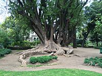 Quinta Vergara Tree