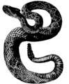 Rattlesnake Mivart