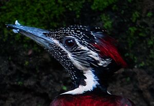 Red-backed Flameback (Dinopium psarodes) female head