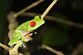 Red-eyed tree frog Lapa Rios