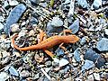 Red-spotted newt (N. v. viridescens)