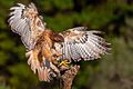 Red-tailed hawk, falconer's bird