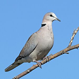 Ring-necked dove Facts for Kids