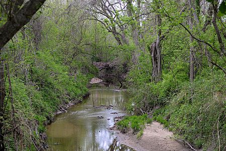 Riparian zone of East Mill Creek, in the Blackland Prairie eco-region of Texas, Washington County, Texas, USA (26 March 2016)