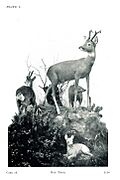 Roe Deer - British Mammals Case 18, Lord Derby Natural History Museum, Liverpool, 1932