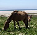 SableHorses2