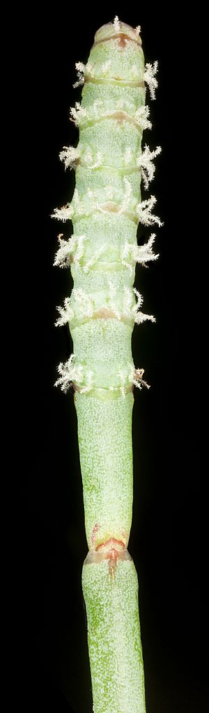 Sarcocornia quinqueflora (6822822506)