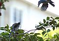 Scrub Jay Fledgling Being Fed By a Relative