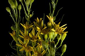 Dune ragwort Facts for Kids