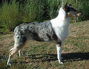 Smooth Collie 600