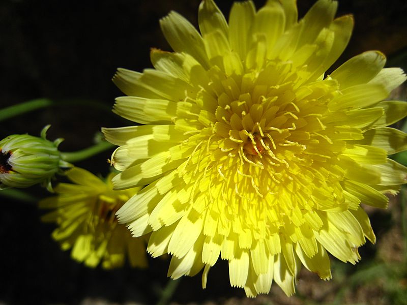 Smooth Desert dandelion