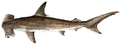 Smooth hammerhead (Duane Raver)