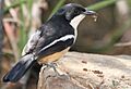 Southern Boubou (Laniarius ferrugineus)