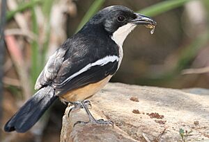 Southern Boubou (Laniarius ferrugineus).jpg